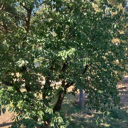 Doppelzimmer & Vom Friesenhof Wieratal Konukevi